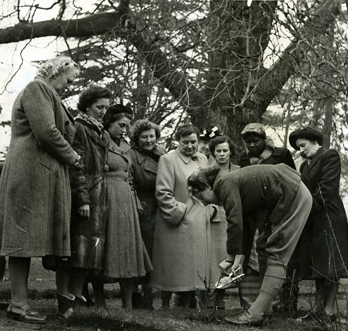 WI pruning course -- open air demonstration a group of women watching a pruning demonstration by the womens institute in 1964